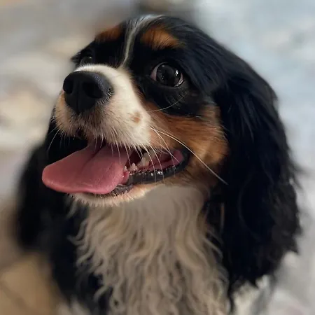 Maison d'hôtes Cisza - Gorskie Centrum Wypoczynku Kiczora