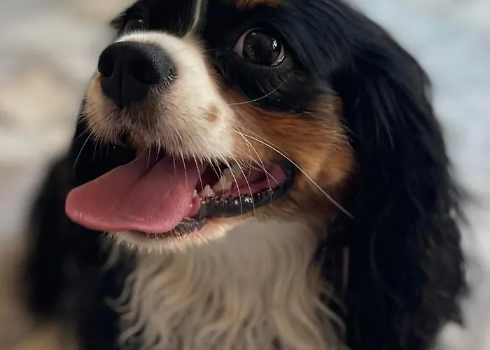 בית הארחה Cisza - Gorskie Centrum Wypoczynku Kiczora